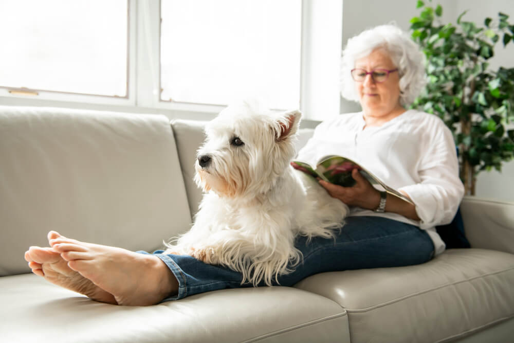 dog sitting on lap of older woman